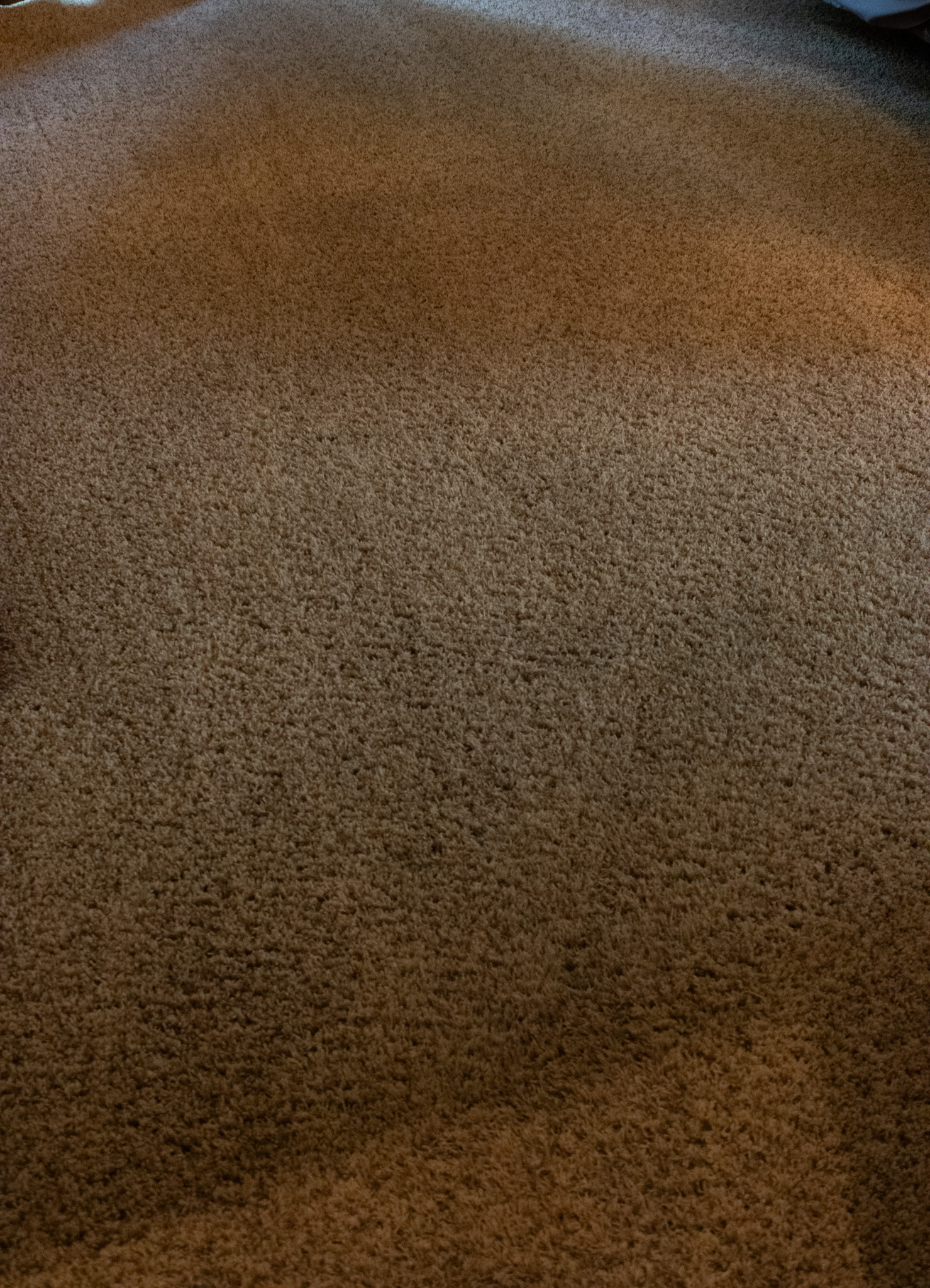 after carpet cleaning