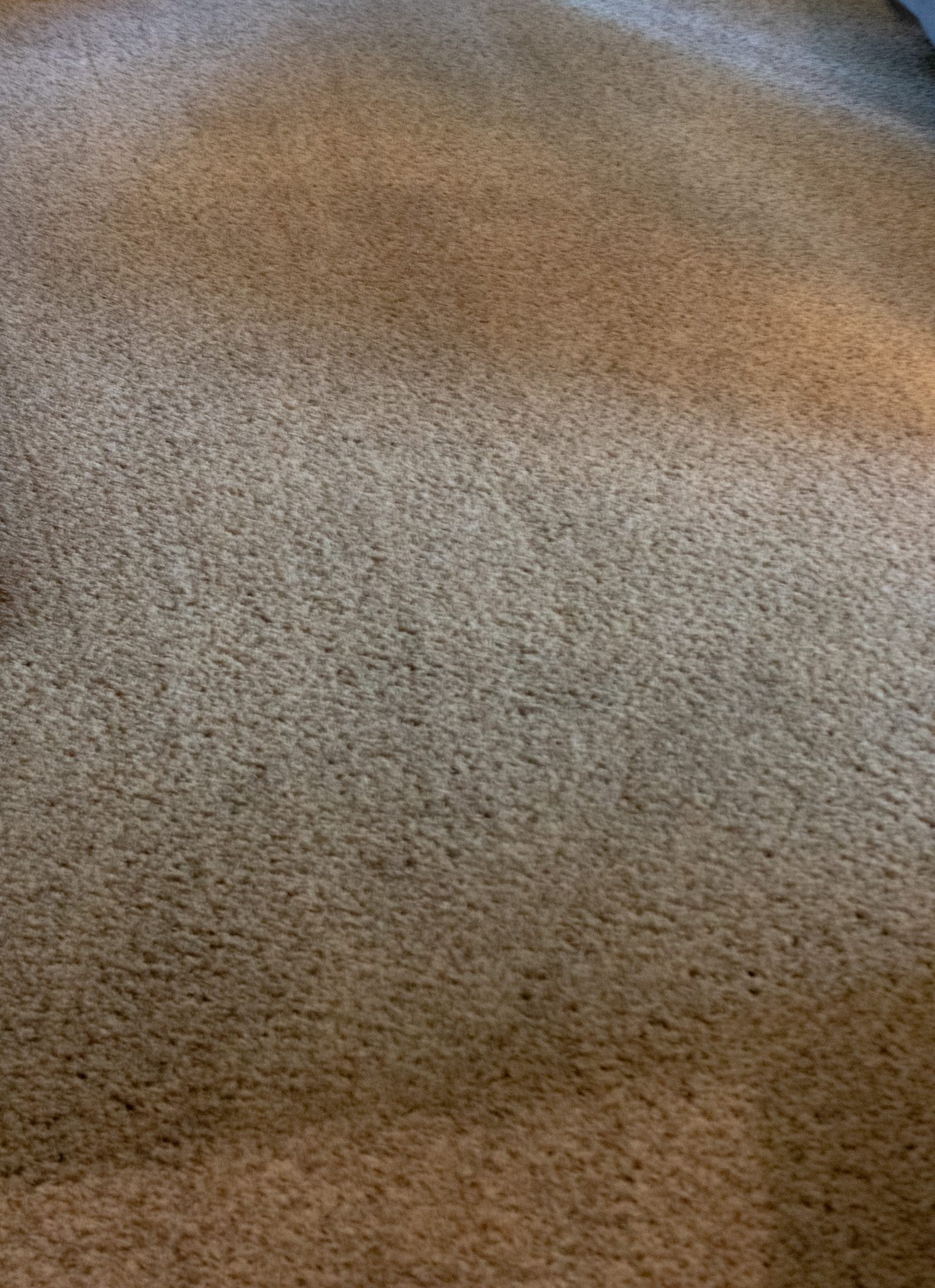 after carpet cleaning